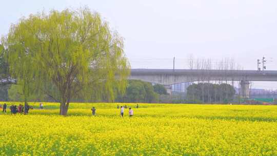 杭州临平春天油菜花花田高铁驶过