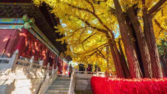 北京怀柔红螺寺秋天银杏