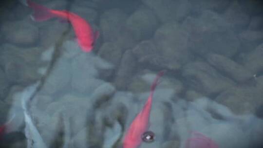 金鱼在池塘里游泳视频素材模板下载
