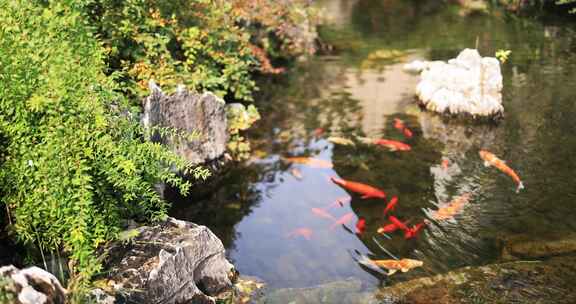 锦鲤在清澈的池塘游泳慢镜头