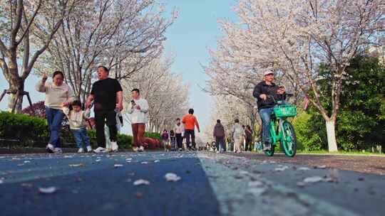 杭州滨江樱花跑道