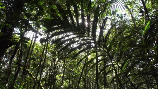 阳光透过茂密的丛林树叶视频素材模板下载
