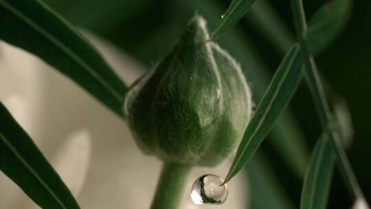 花盛开 开花的过程 春天