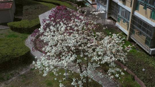春天小区里盛开的花