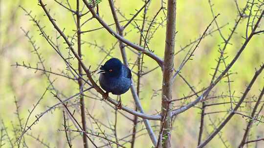 春天树枝上野生鸟八哥在欢快的鸣叫