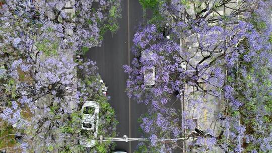 昆明教场路蓝花楹