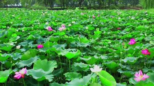 无锡十八弯湿地公园荷花航拍