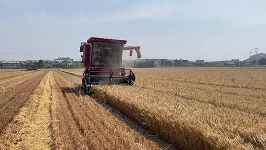 丰收 小麦丰收 机械收割