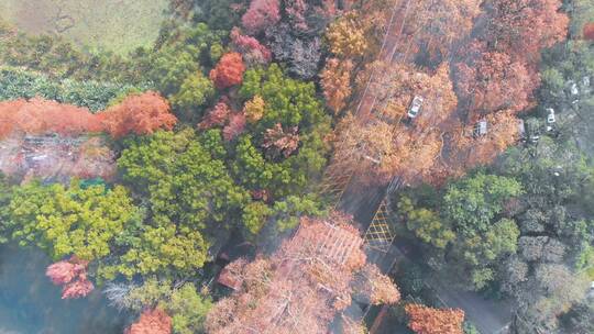 湖北武汉东湖风景区秋季风光