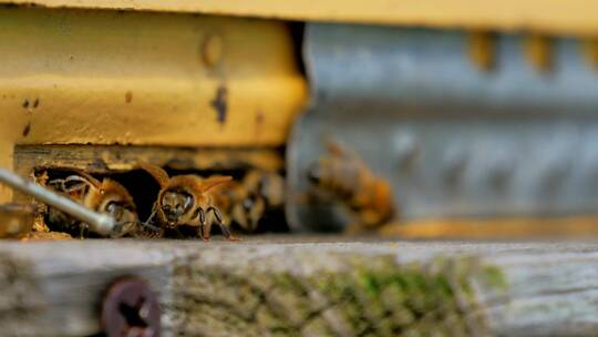 在养蜂场详细看到的蜜蜂