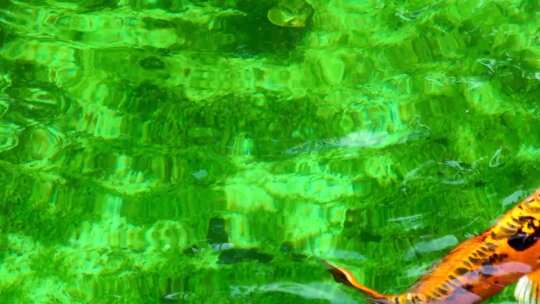 池塘里的锦鲤池塘里的锦鲤视频素材模板下载