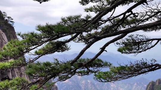 安徽黄山迎客松山景