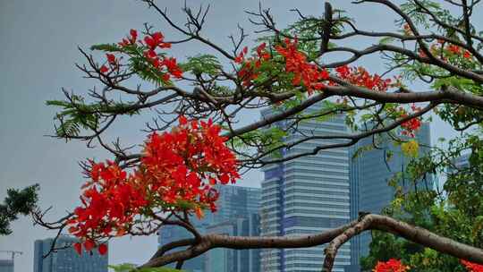 广州凤凰花