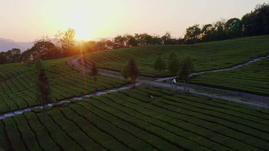 夕阳下茶园骑自行车的少年