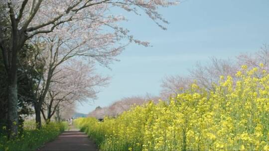 油菜花和樱花道路