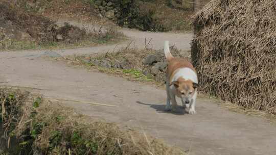 传统乡味记忆：土狗冬日暖阳漫步