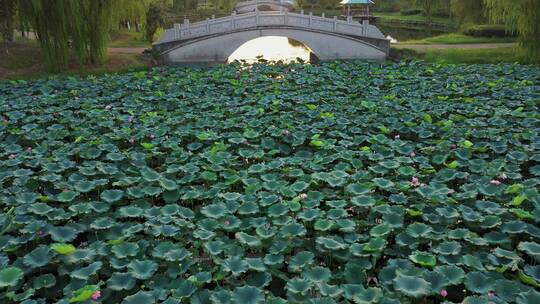 航拍苏州临湖健康公园夏日荷花(过桥)