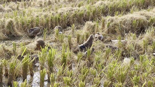 生态养殖鸭在田野中溪流中觅食绿色自然放养