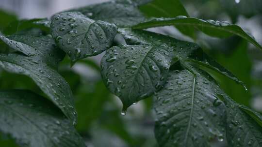 雨滴水珠绿叶