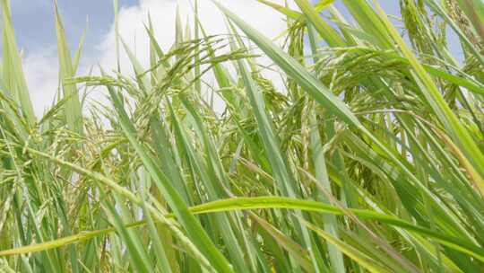 阳光下的稻田秧苗农业稻田