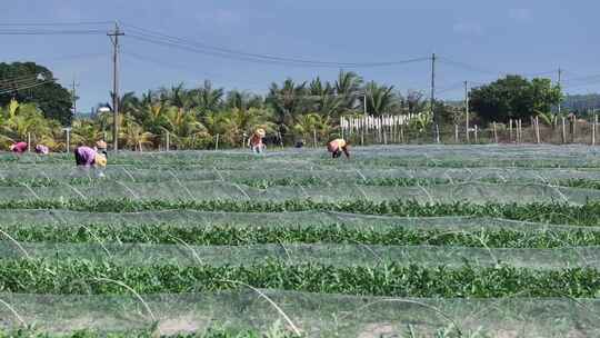 西瓜田里劳动的农民