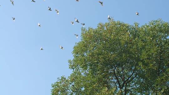 树林中飞翔的鸽群