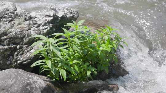 山谷溪流畔的绿草生长，升格特写