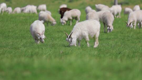 羊群吃草大草原
