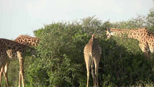 一群长颈鹿在进食吃草