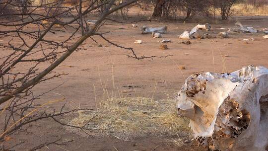 土地上非洲象的尸体残骸