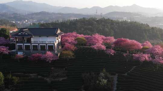 4K航拍福建龙岩台品樱花茶园