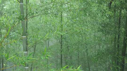 竹林竹叶禅意下雨天唯美空镜