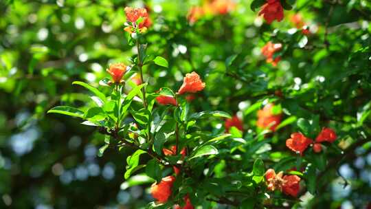 夏天逆光明亮的治愈系石榴花