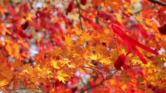 枫叶秋季风景视频素材模板下载