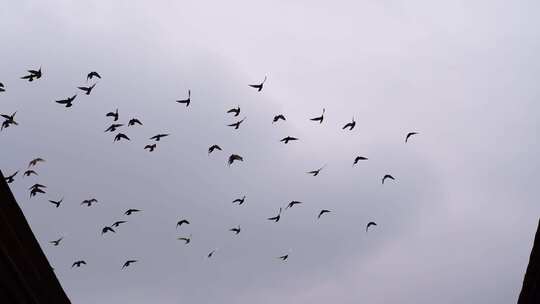 阴天鸽子仰拍天空一群鸽子飞过屋顶飞鸟飞行