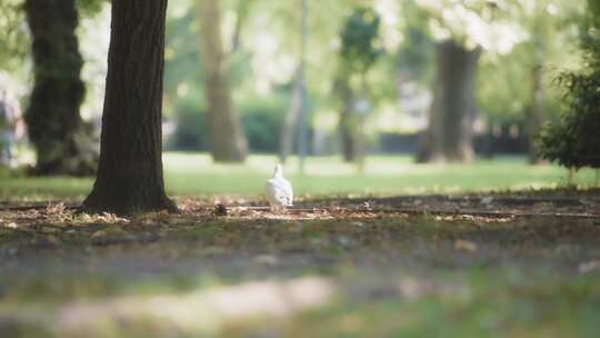 Pigeon， Park，布达佩斯，匈牙