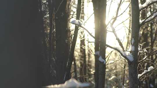 当阳光照进白雪皑皑的森林时，空气中的灰尘