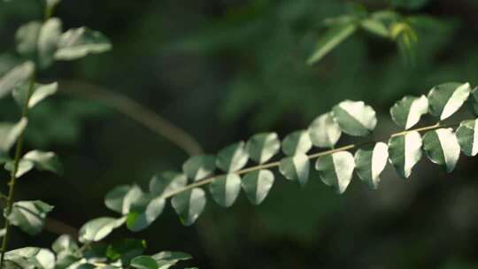 阳光照到森林里植物的一个枝条上平移