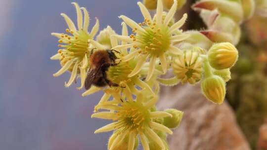 大黄蜂收集花蜜