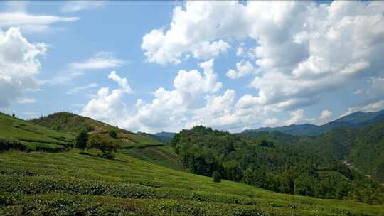 茶叶茶园绿茶茶山茶树茶文化干旱自然天气