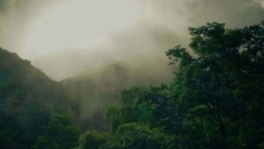原始森林云雾原生态大自然航拍阳光树林晨雾视频素材模板下载