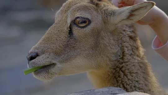 2023广州动物园游览羊驼