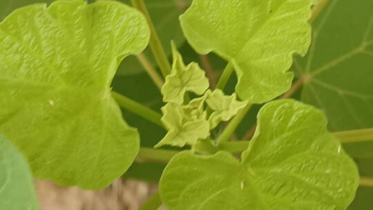 路边绿植实拍