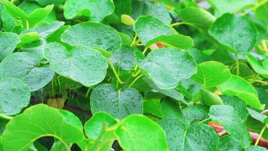 春天绿色植物春雨雨丝