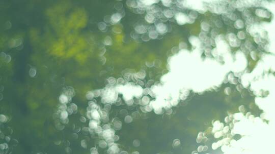 夏天阳光树叶唯美空镜头意境植物