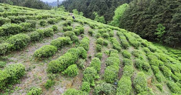 4k 航拍贵州茶园采茶春茶