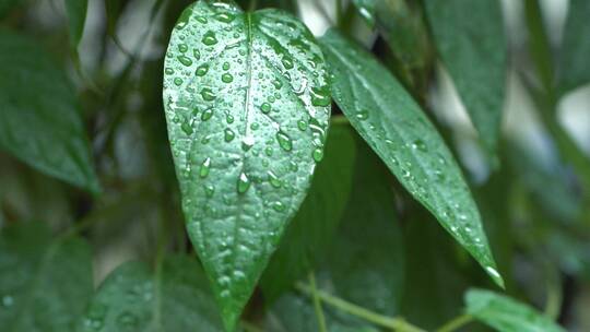 下雨中的竹子竹叶