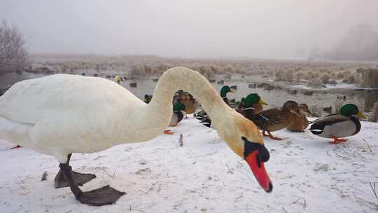 天鹅，鸭子，雪，湖