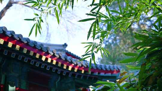 中国园林古建筑与绿竹背景视频素材模板下载