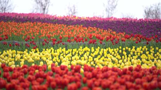 郁金香花海